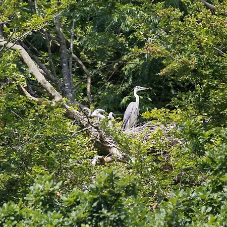 Blackwater Eco Pods *