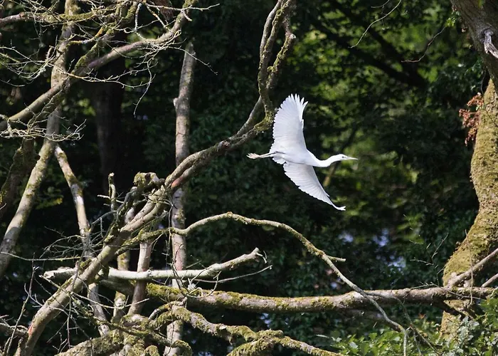 Hytte Blackwater Eco Pods *