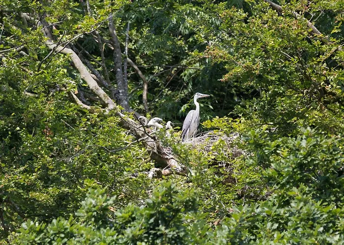 Blackwater Eco Pods *
